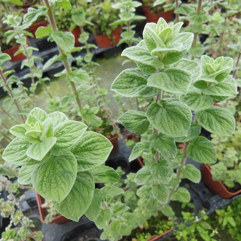 Origan zaatar Origan zaatar