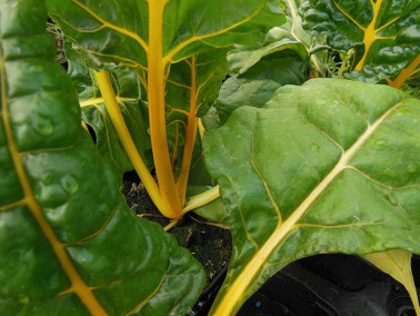 Poirée colorée jaune