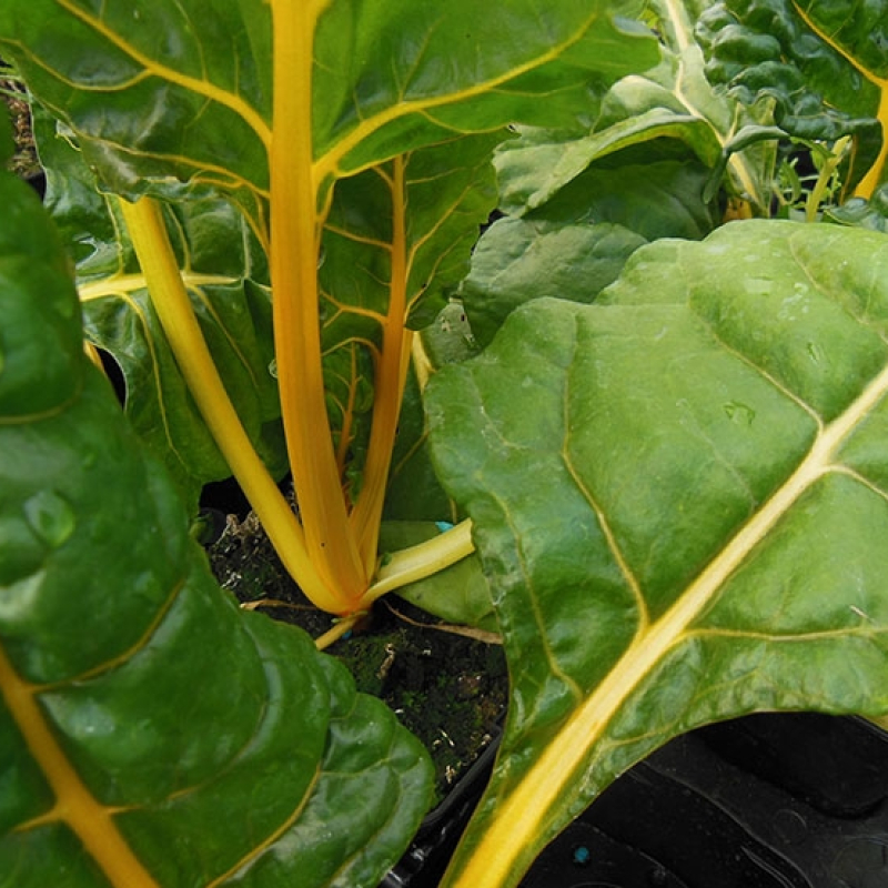 Poirée colorée jaune Poirée colorée jaune