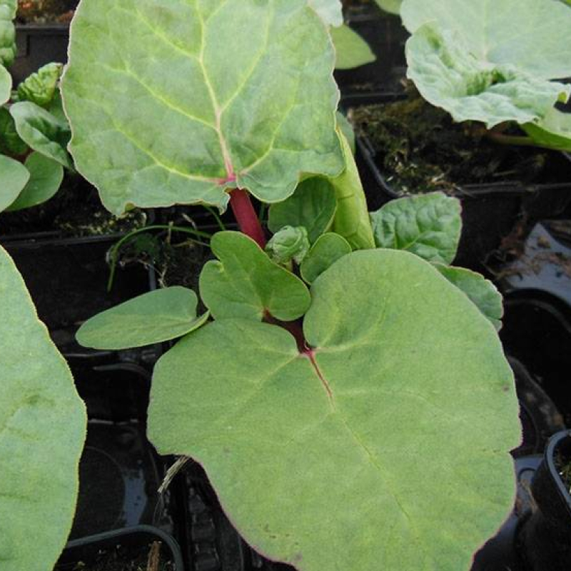 Rhubarbe Sanvito rouge