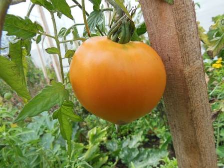 Tomate Coeur de boeuf orange