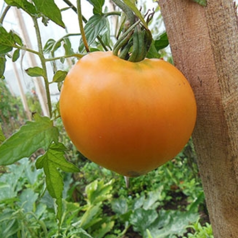 Tomate Coeur de boeuf orange