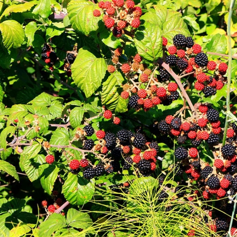 Mûrier noir Dirkens Mûrier noir Dirkens