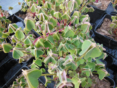 Oca blanche du Pérou Oca blanche du Pérou