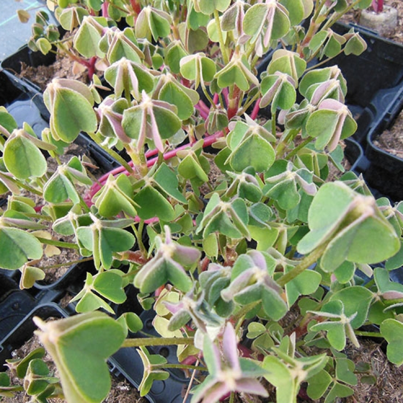 Oca blanche du Pérou Oca blanche du Pérou