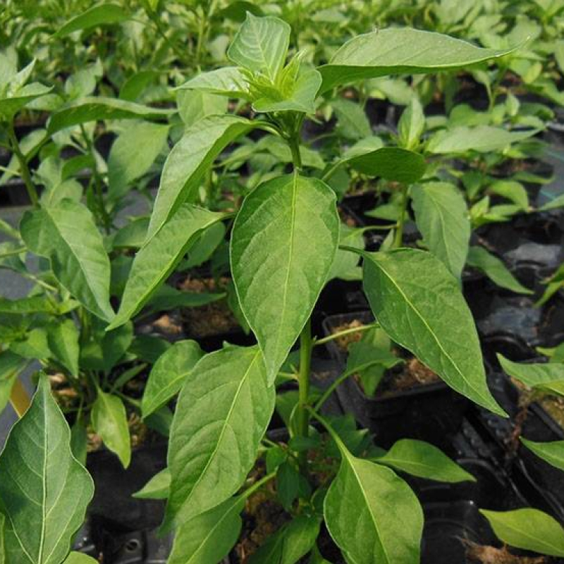 Piment oiseau Piment oiseau