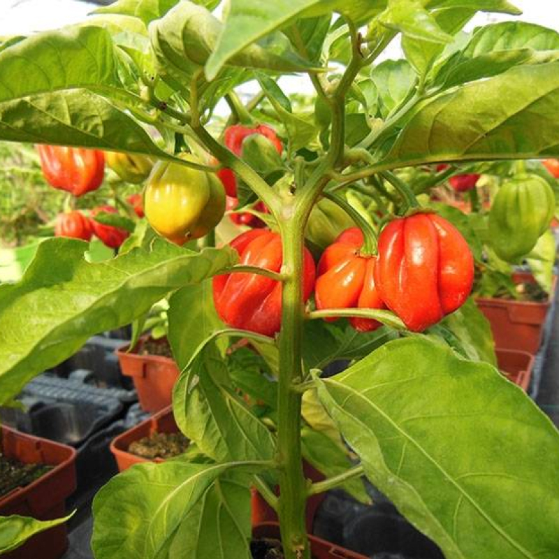 Piment "Habanero" Piment "Habanero"