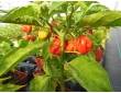 Piment "Habanero" Piment "Habanero"