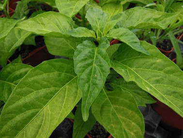 Piment "Habanero" Piment "Habanero"