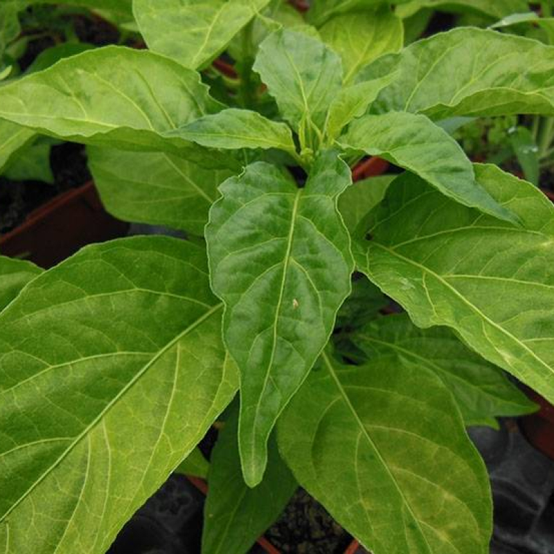 Piment "Habanero" Piment "Habanero"