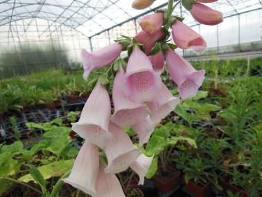 Digitale pourpre à fleurs oranges Digitale pourpre à fleurs oranges