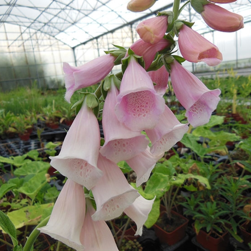 Digitale pourpre à fleurs oranges Digitale pourpre à fleurs oranges