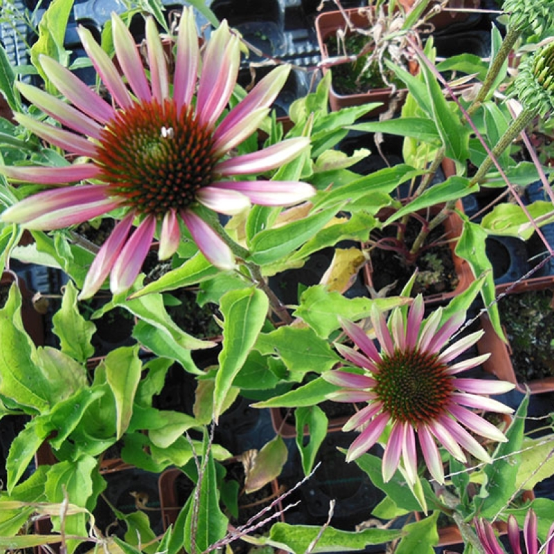 Rudbeckia "Green Twister"