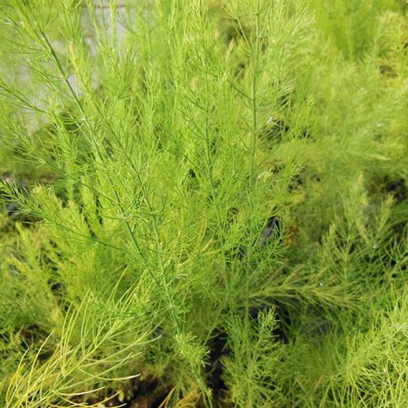 Asperge d'Argenteuil hâtive Asperge d'Argenteuil hâtive