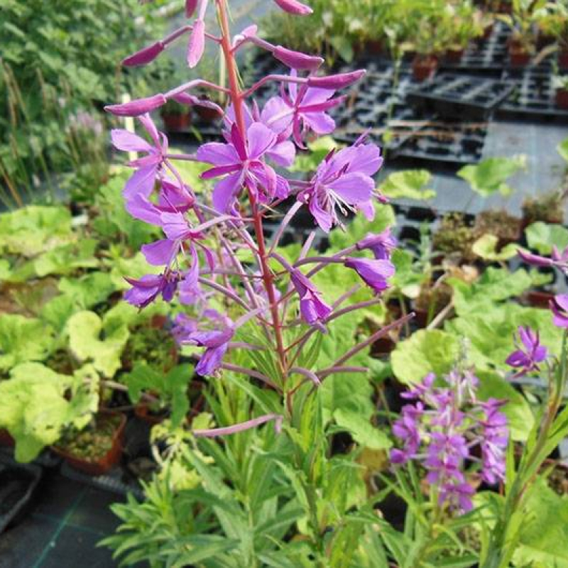 Epilobe en épi Epilobe en épi