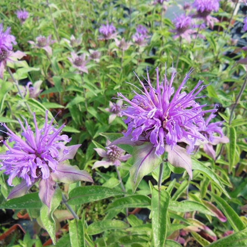 Monarde menthe Monarde menthe