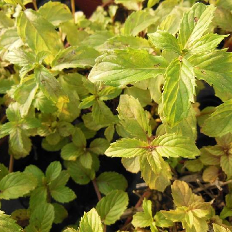 Menthe de Yakima Menthe de Yakima