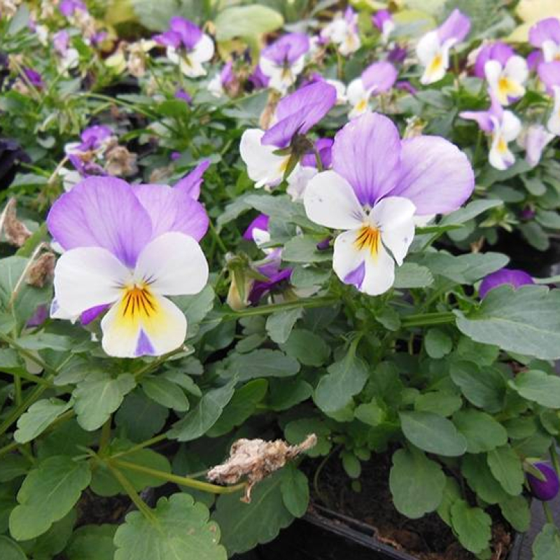 Pensée sauvage Pensée sauvage