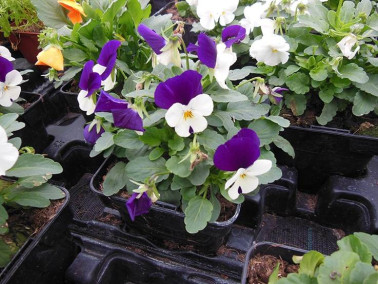 Pensée sauvage Pensée sauvage