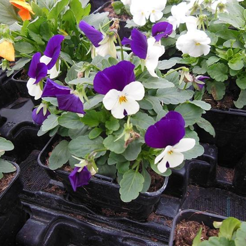 Pensée sauvage Pensée sauvage