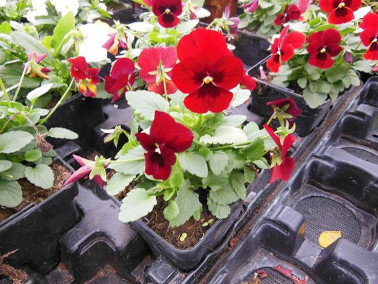 Pensée sauvage Pensée sauvage