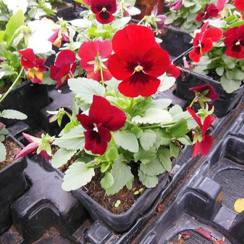 Pensée sauvage Pensée sauvage