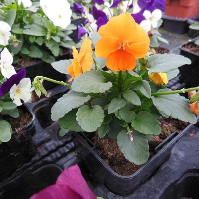 Pensée cornue Pensée cornue