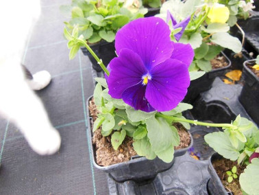 Pensée cornue Pensée cornue