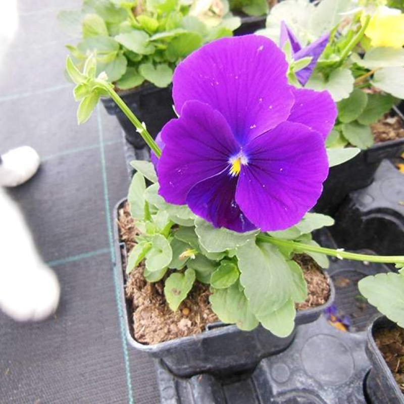 Pensée cornue Pensée cornue