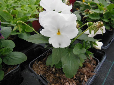 Pensée cornue Pensée cornue