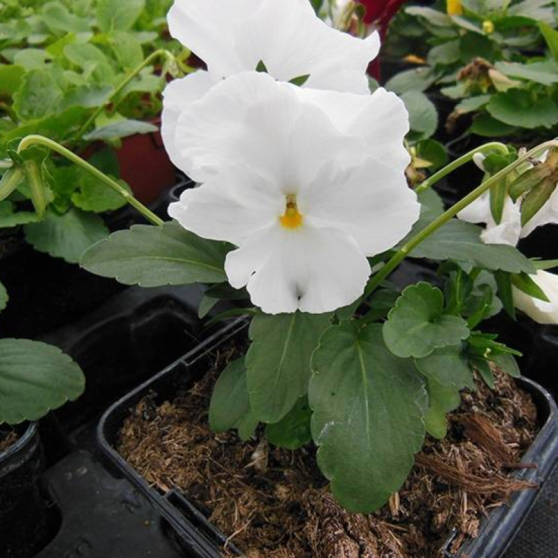 Pensée cornue Pensée cornue