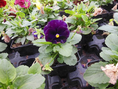 Pensée cornue Pensée cornue