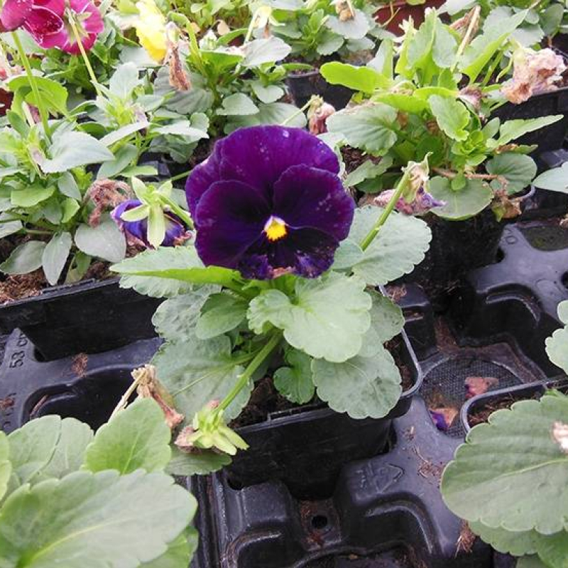 Pensée cornue Pensée cornue