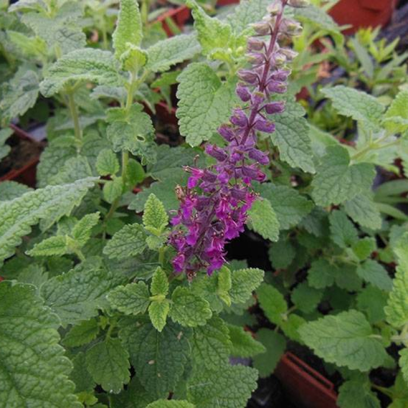 Germandrée d'Iran Germandrée d'Iran