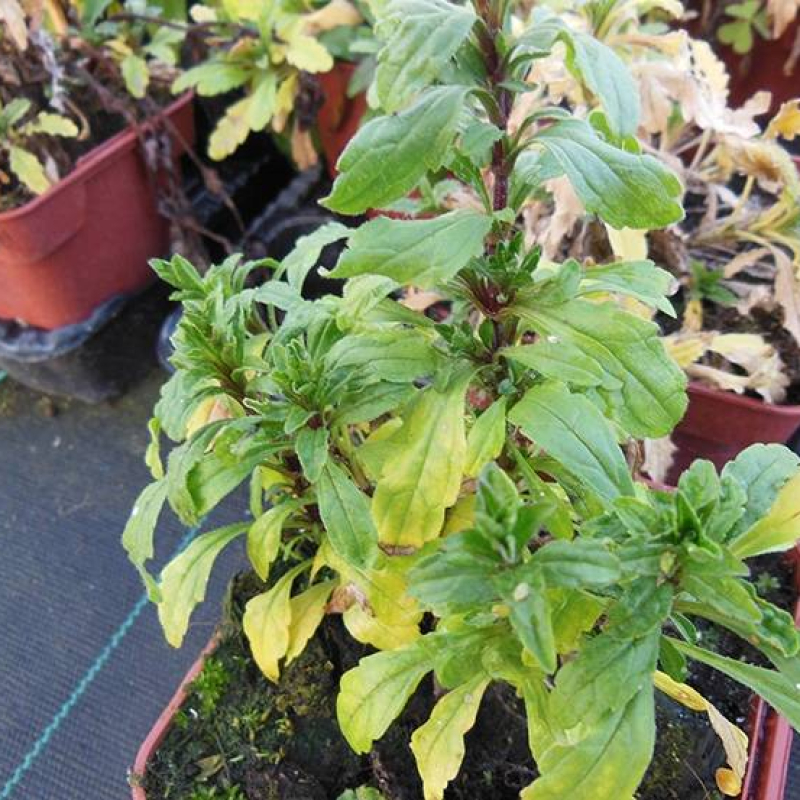 Crapaudine des Alpes Crapaudine des Alpes