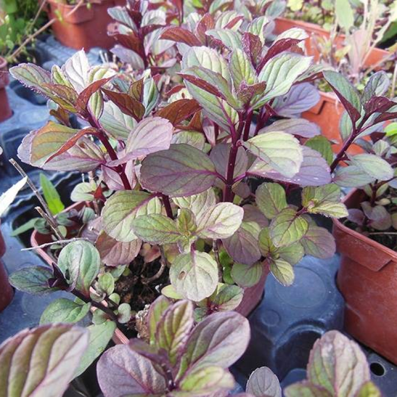 Menthe anis Menthe anis