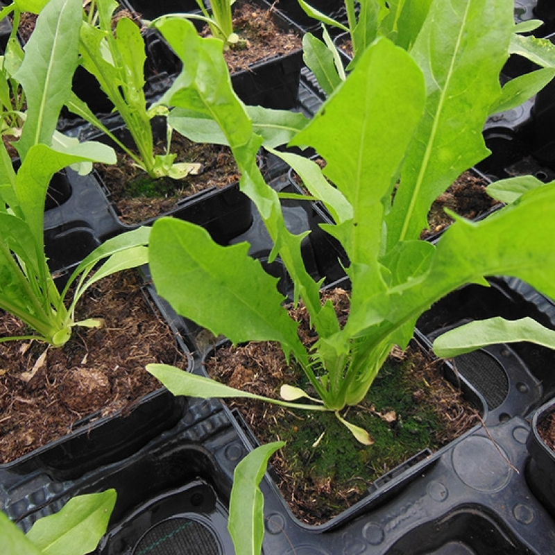 Chicorée à feuilles découpées de Catalogne Chicorée à feuilles découpées de Catalogne