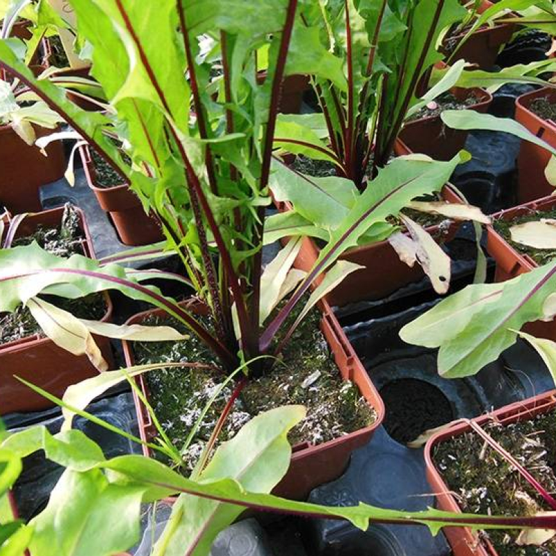 Chicorée à feuilles découpées rouges de Catalogne