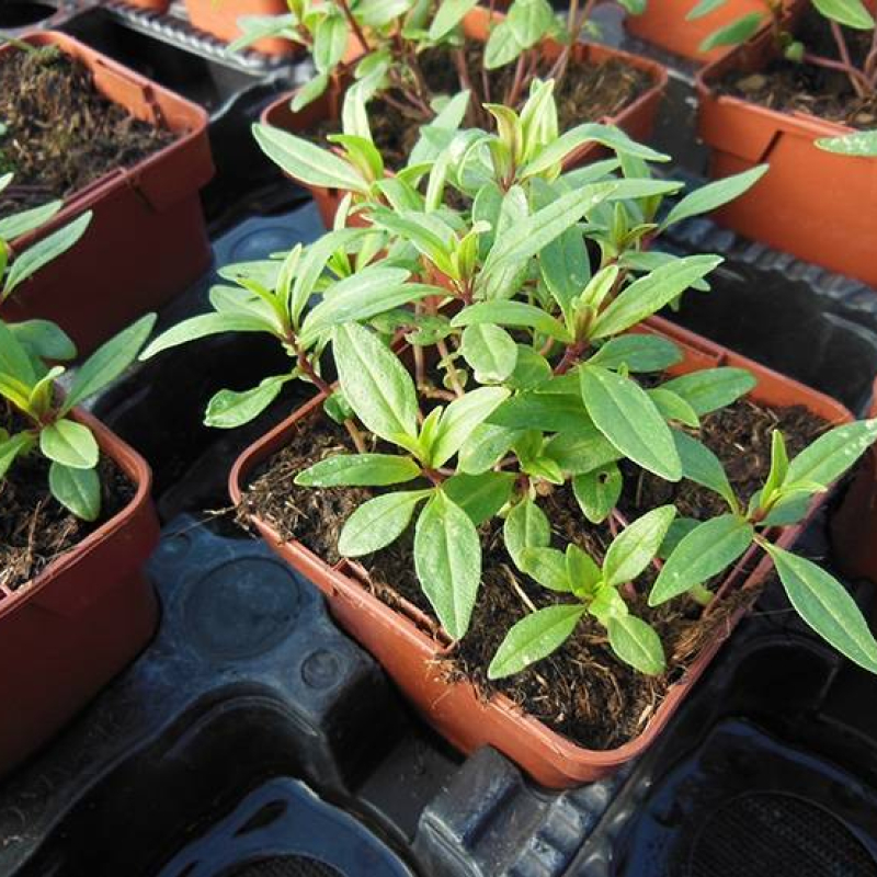 Sarriette annuelle Sarriette annuelle