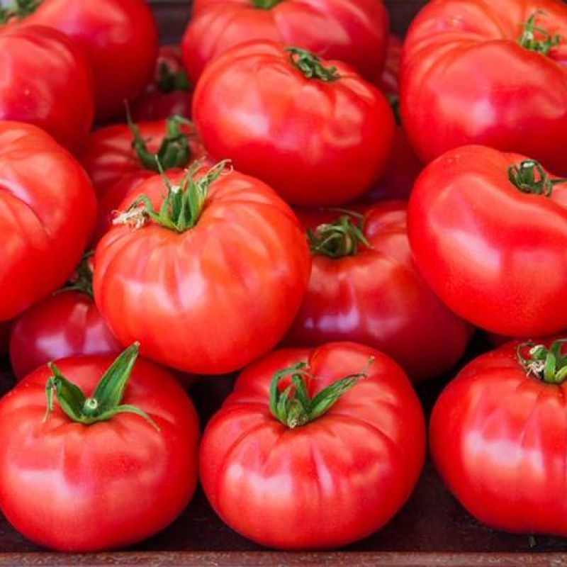 Tomate de Marmande Tomate de Marmande