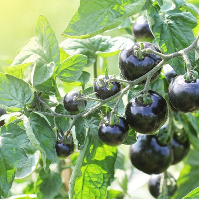 Tomate cerise Blue Berry Tomate cerise Blue Berry