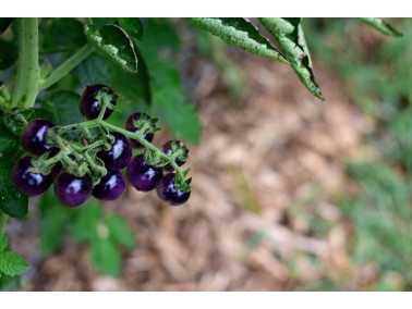 Tomate ronde Indigo rose