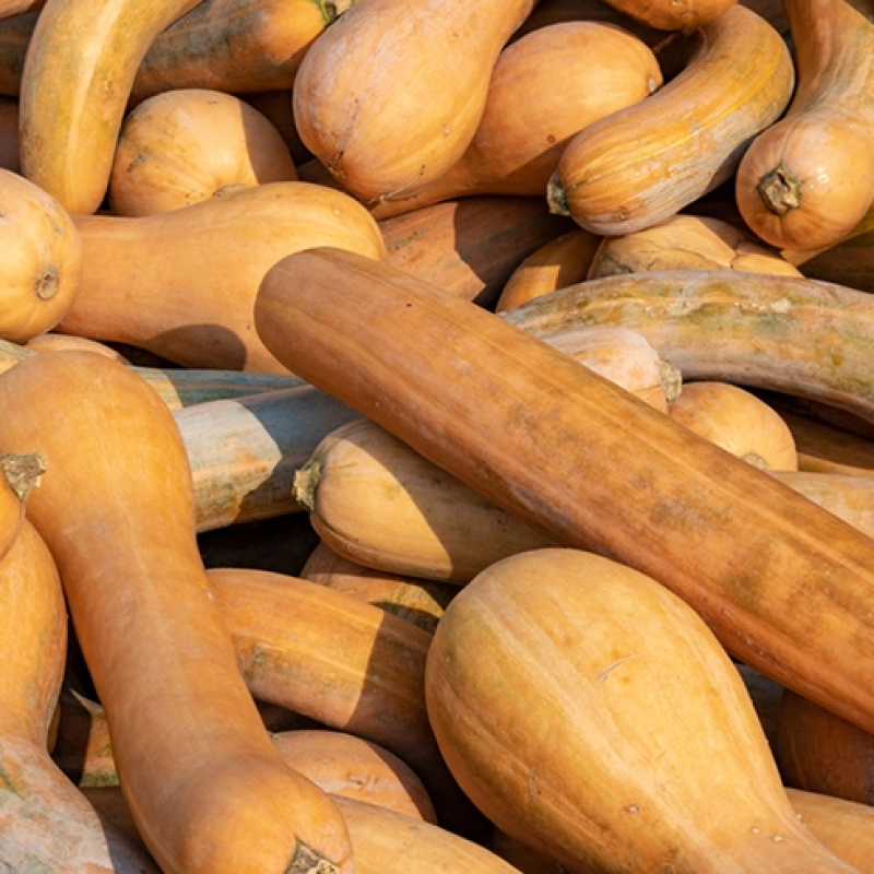 Courge pleine de Naples Courge pleine de Naples