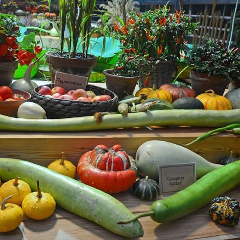 Courge Tromboncino d'Albenga Courge Tromboncino d'Albenga