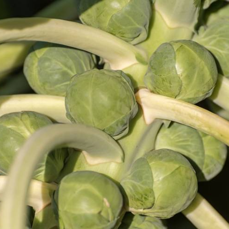 Chou de Bruxelles Igor