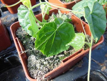 Mini concombre du Mexique