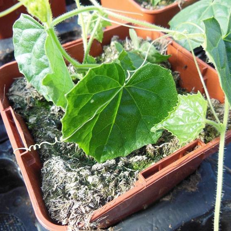 Mini concombre du Mexique