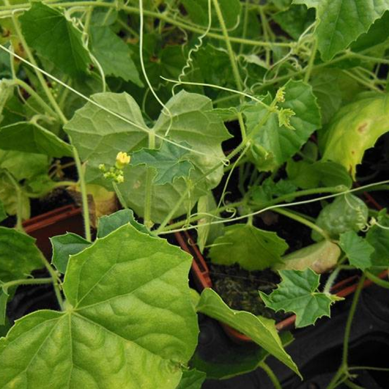 Mini concombre du Mexique