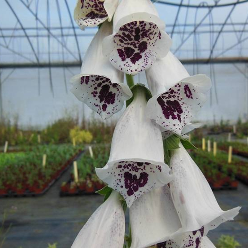 Digitale pourpre à fleurs blanches et oeil pourpre Digitale pourpre à fleurs blanches et oeil pourpre