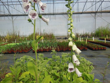 Digitale pourpre à fleurs blanches et oeil pourpre Digitale pourpre à fleurs blanches et oeil pourpre